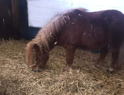 photo d'un box paillé avec un poney dedans