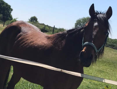 photo de clair de lune cheval alezan