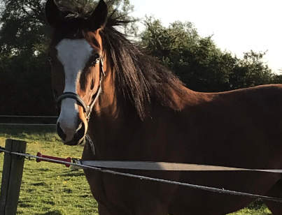 photo de gipsy jument alezane aux yeux bleux