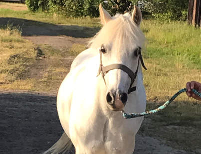 photo de Lila ponette blanche