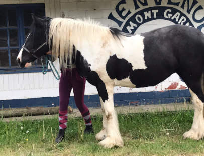 photo d'Orlane cheval pie noir et blanc