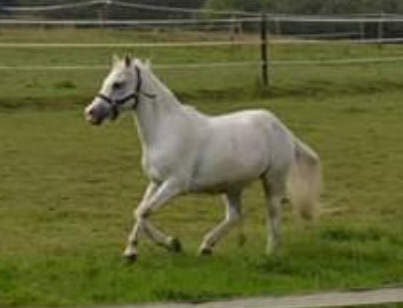 photo de star ponette blanche